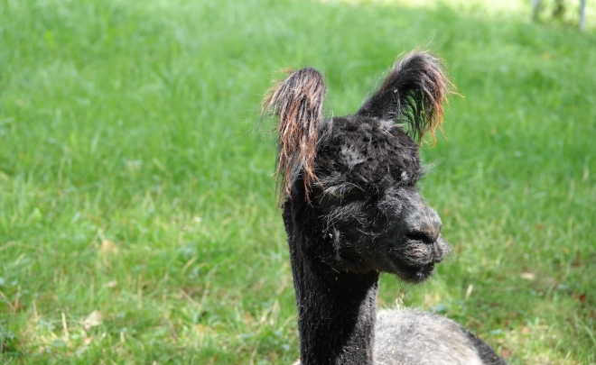 Marche gourmande 2024 – Ferme RandoAlpagas